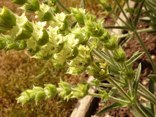 Железница скардская - Sideritis scardica