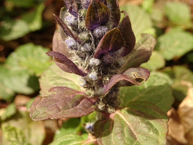 Живучка восточная - Ajuga orientalis