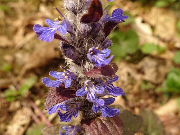 Живучка женевская - Ajuga genevensis