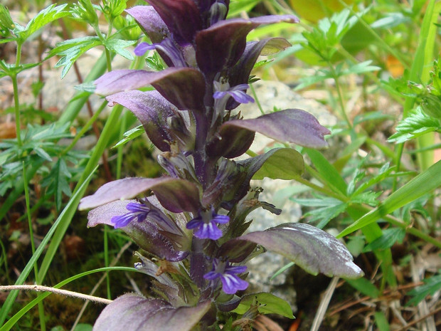 Живучка пирамидальная - Ajuga pyramidalis