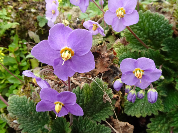 Геснериевые - Gesneriaceae Gesneriaceae is a family of flowering plants consisting of about 152 genera and ca. 3,540 species in the Old World and...