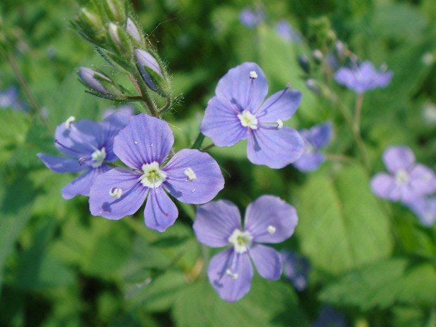 Подорожниковые - Plantaginaceae Plantaginaceae, the plantain family, is a family of flowering plants in the order Lamiales. The type genus is Plantago...