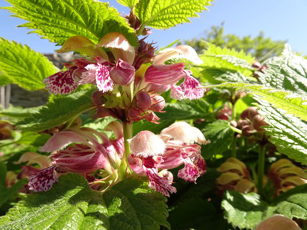 Яснотковые - Lamiaceae Lamiaceae or Labiatae is a family of flowering plants commonly known as the mint or deadnettle family. Many of the...