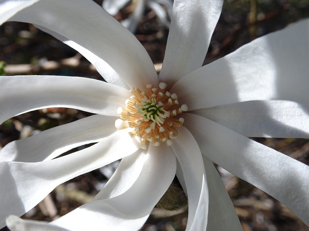 Магнолиецветные - Magnoliales The Magnoliales comprise an order of flowering plants.