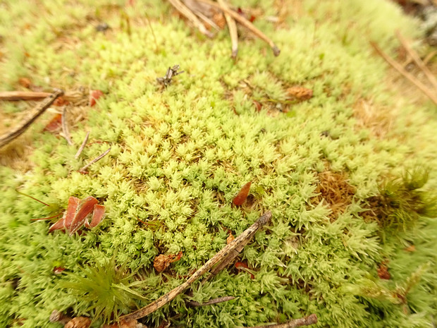 Леукобриум сизый - Leucobryum glaucum