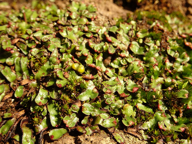 Автониевые - Aytoniaceae The family Aytoniaceae is in the major group Bryophytes (Mosses and liverworts).