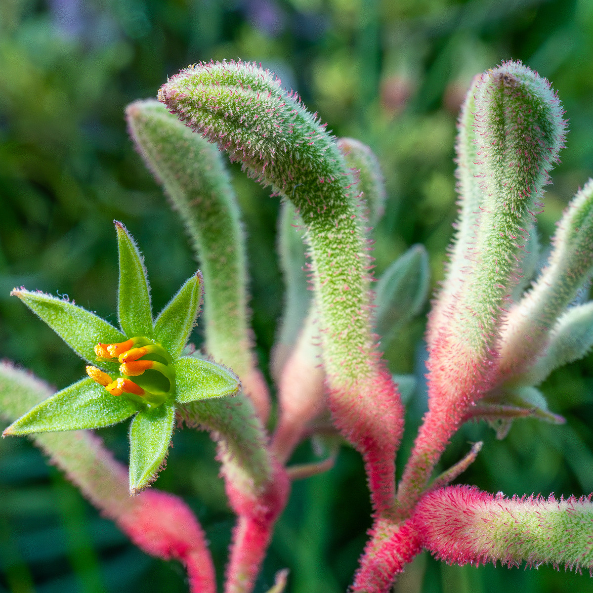 tallinn_botanical_garden_palm_house_subtropics-8