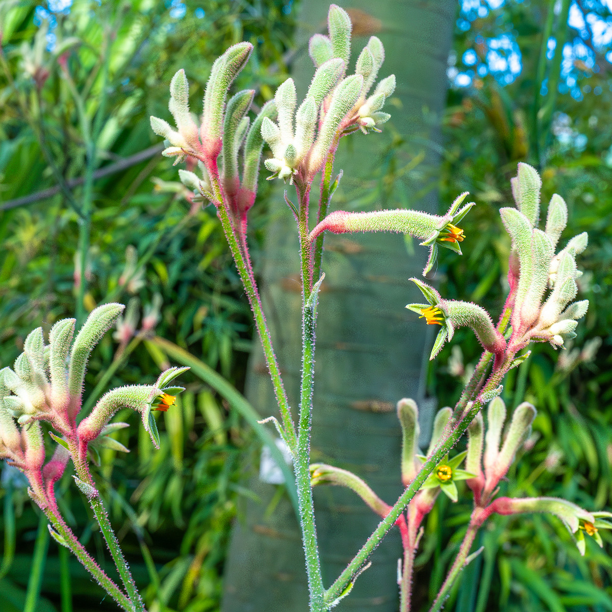 tallinn_botanical_garden_palm_house_subtropics-9