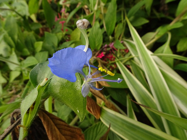 Коммелина обыкновенная - Commelina communis