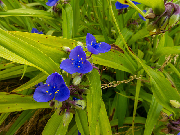 Традесканция виргинская - Tradescantia virginiana