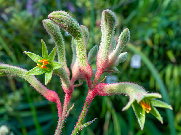 Гемодоровые - Haemodoraceae Haemodoraceae is a family of perennial herbaceous flowering plants with 14 genera and 102 known species. It is sometimes...