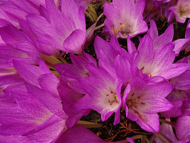 Безвременник Бивоны - Colchicum bivonae