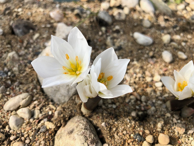 Безвременник Шовица 'Тиви' - Colchicum szovitsii 'Tivi'