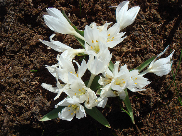 Безвременник Шовица - Colchicum szovitsii