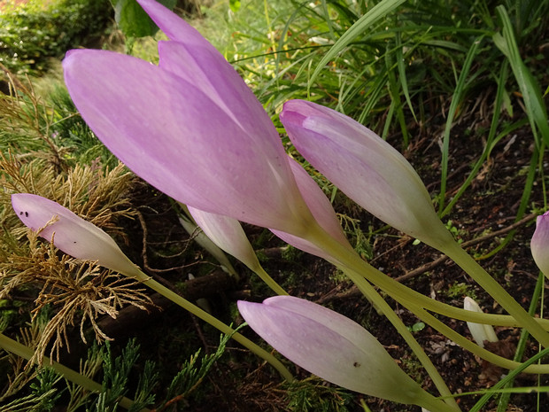 Безвременник великолепный - Colchicum speciosum