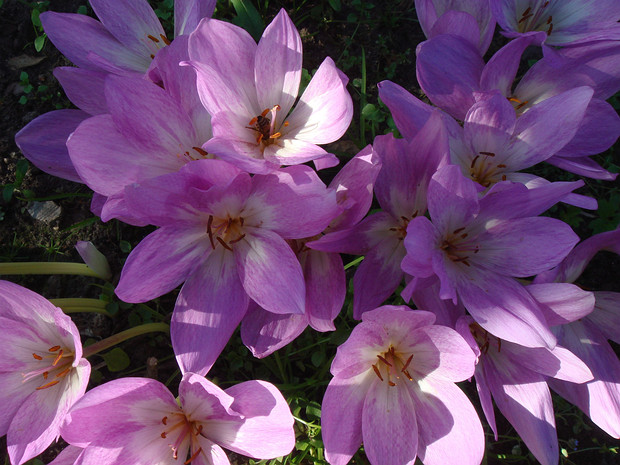 Безвременник осенний - Colchicum autumnale