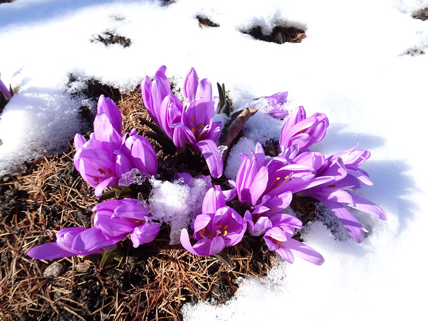 Безвременник степной - Colchicum bulbocodium