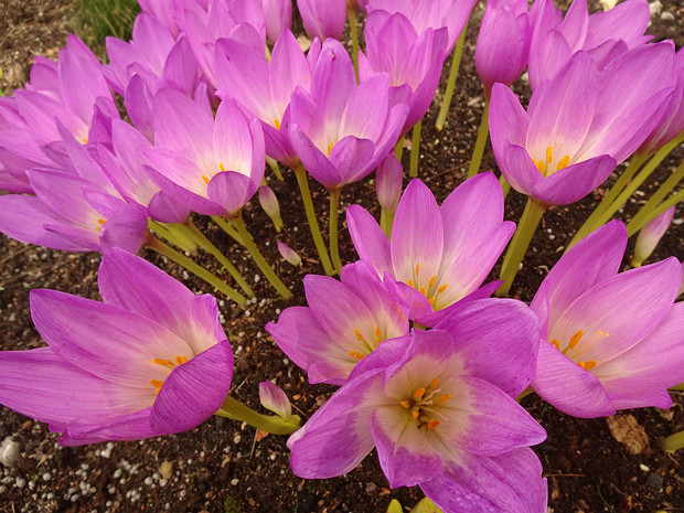 Безвременник x византийский - Colchicum x byzantinum