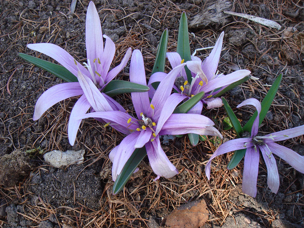 Брандушка разноцветная - Colchicum bulbocodium