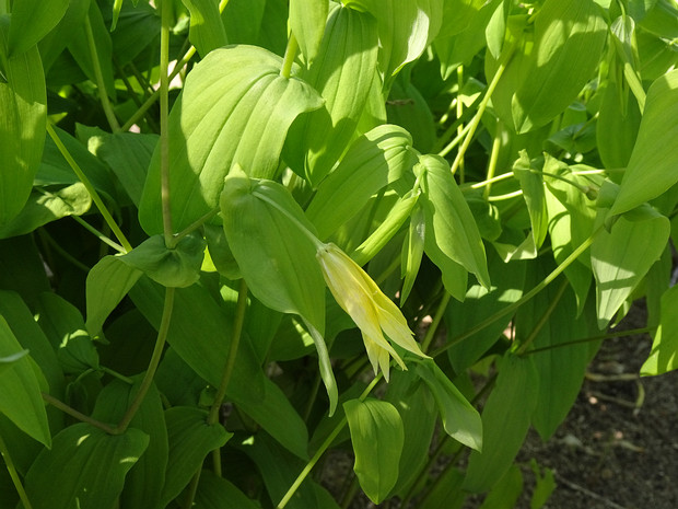 Увулярия крупноцветковая - Uvularia grandiflora