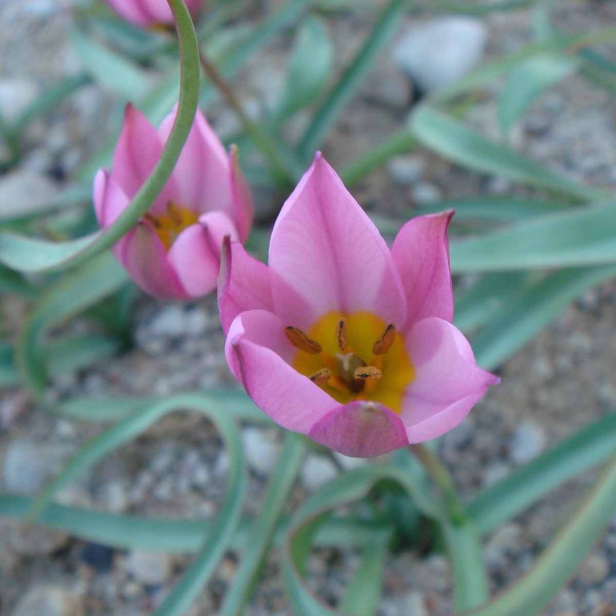 Тюльпан карликовый (Tulipa humilis var pulchela) 2