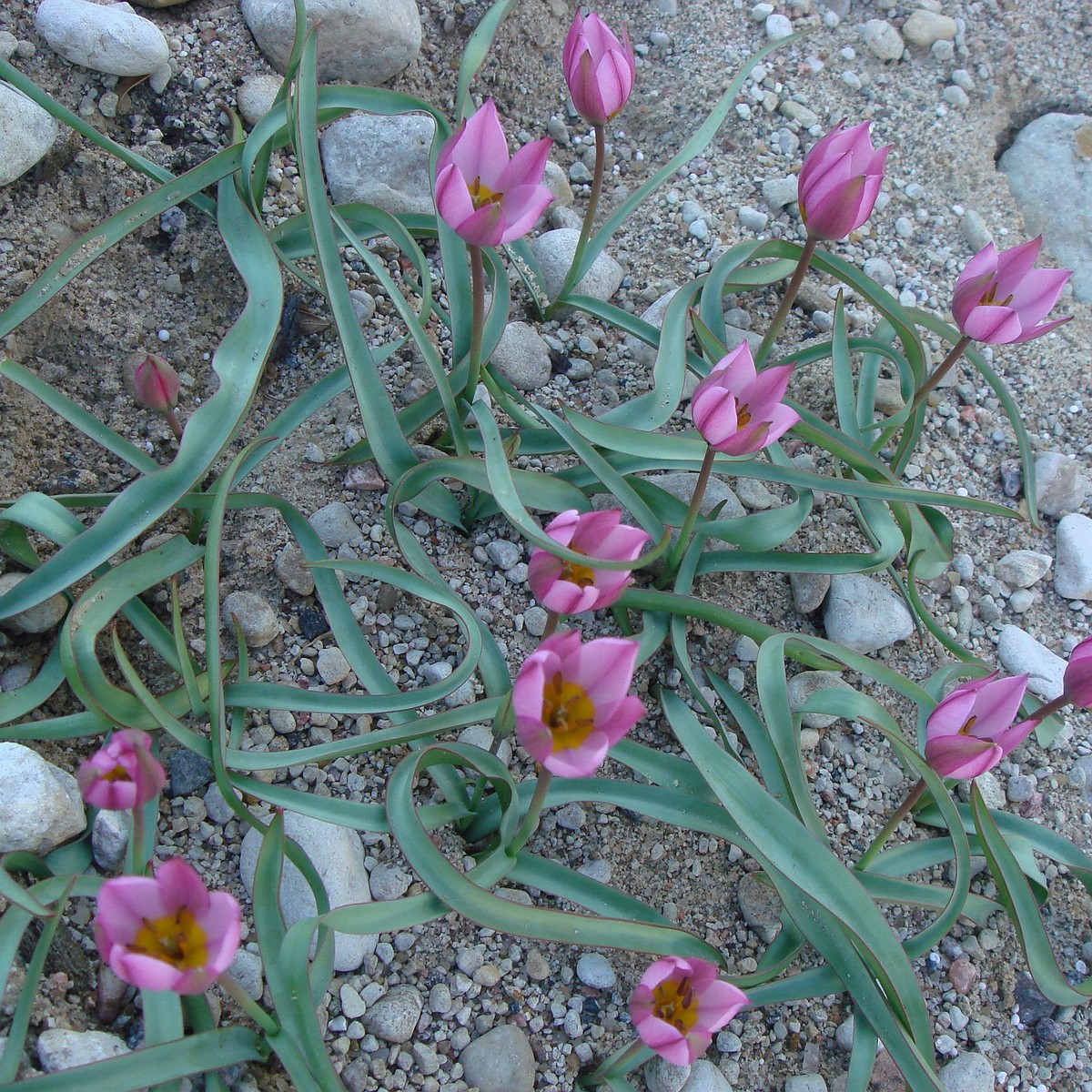 Тюльпан карликовый (Tulipa humilis var pulchela)