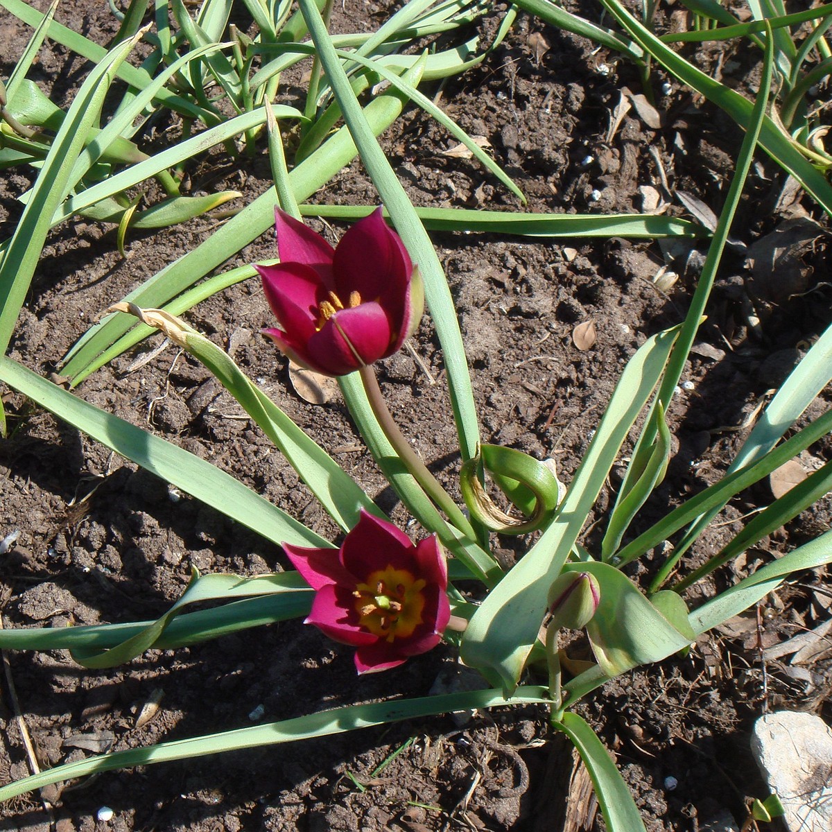 Тюльпан карликовый (Tulipa humilis) 2