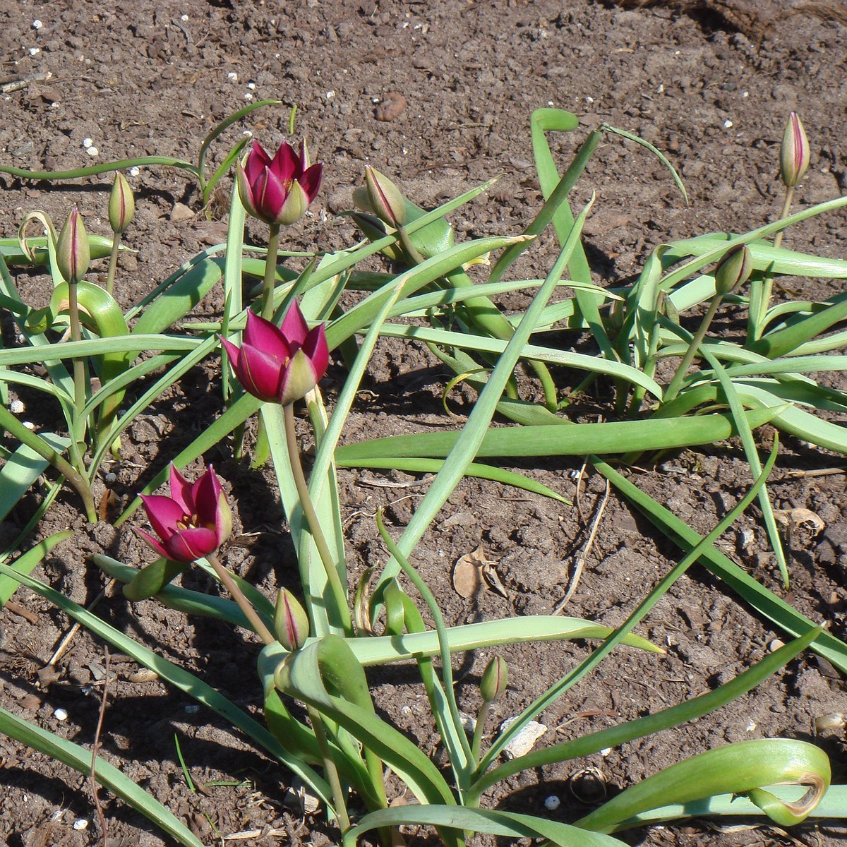 Тюльпан карликовый (Tulipa humilis)