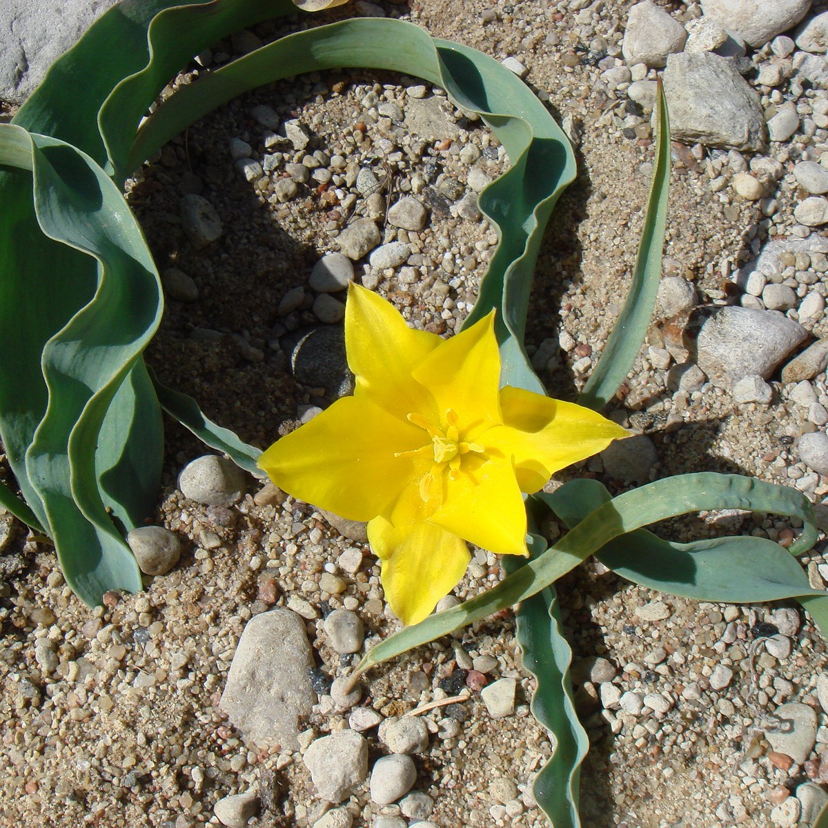 Тюльпан колпаковского (Tulipa Kolpakowskiana) 1