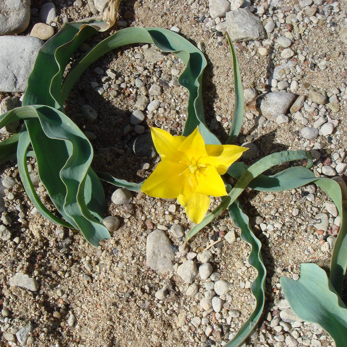 Тюльпан колпаковского (Tulipa Kolpakowskiana) 2