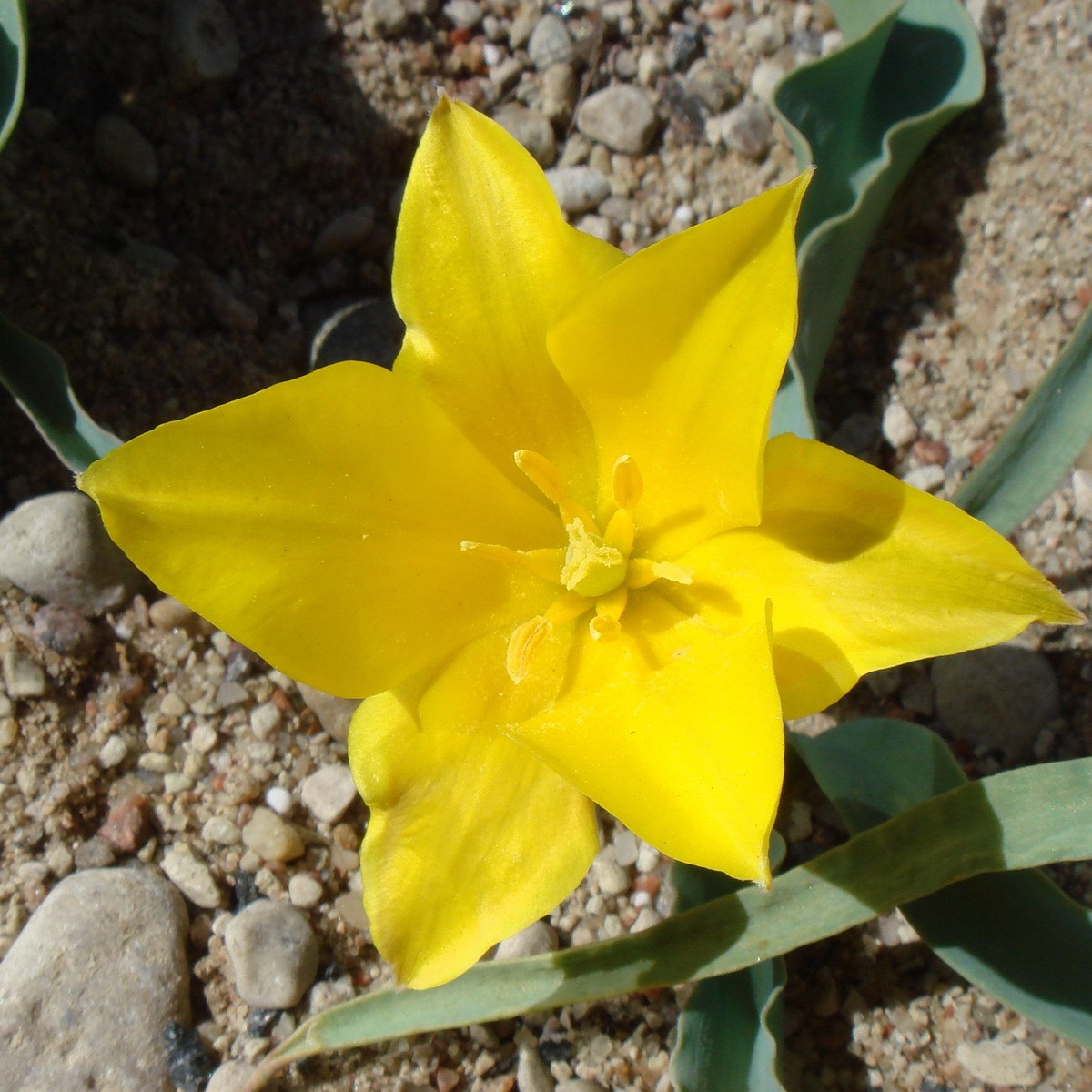 Тюльпан колпаковского (Tulipa Kolpakowskiana) 3