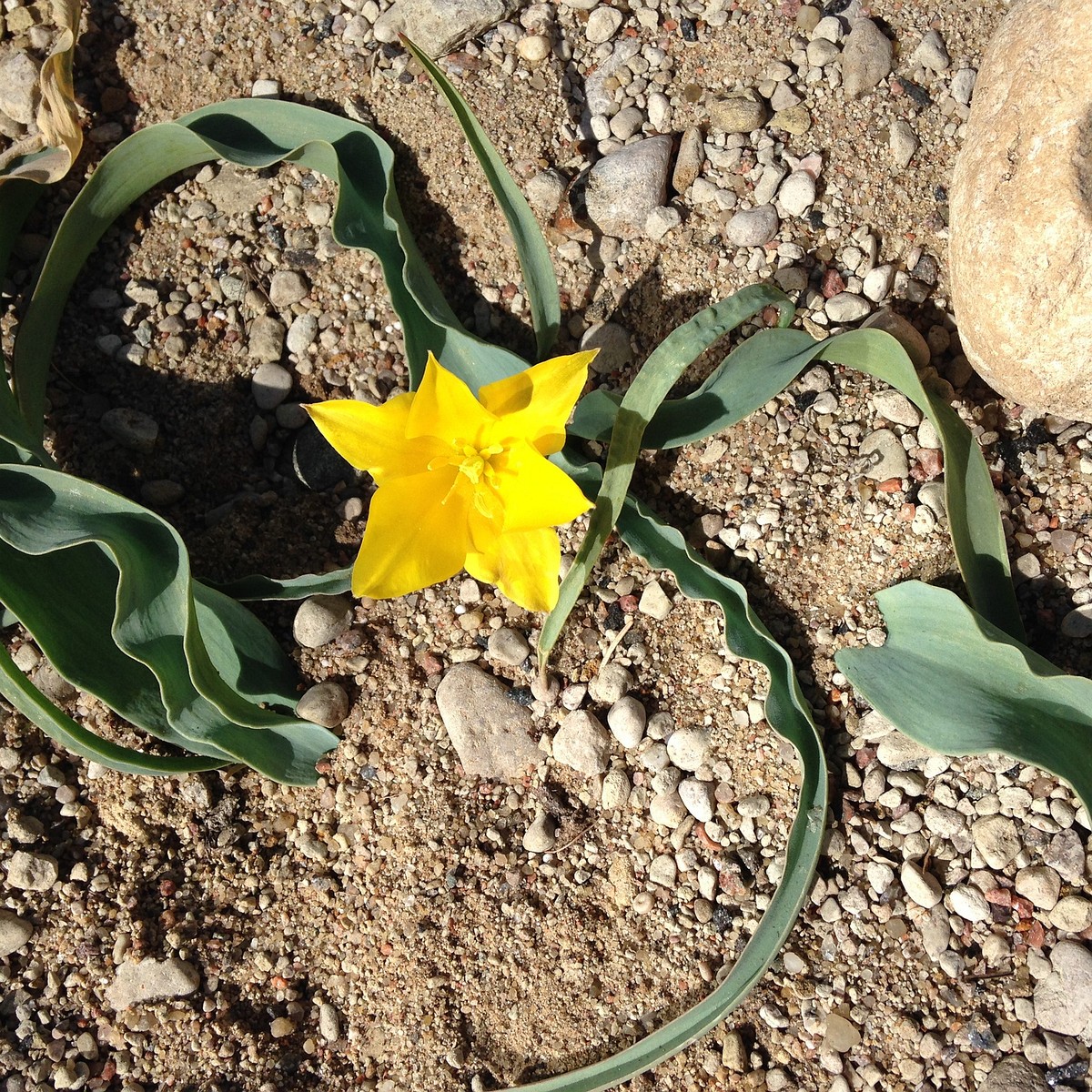 Тюльпан колпаковского (Tulipa Kolpakowskiana) 4