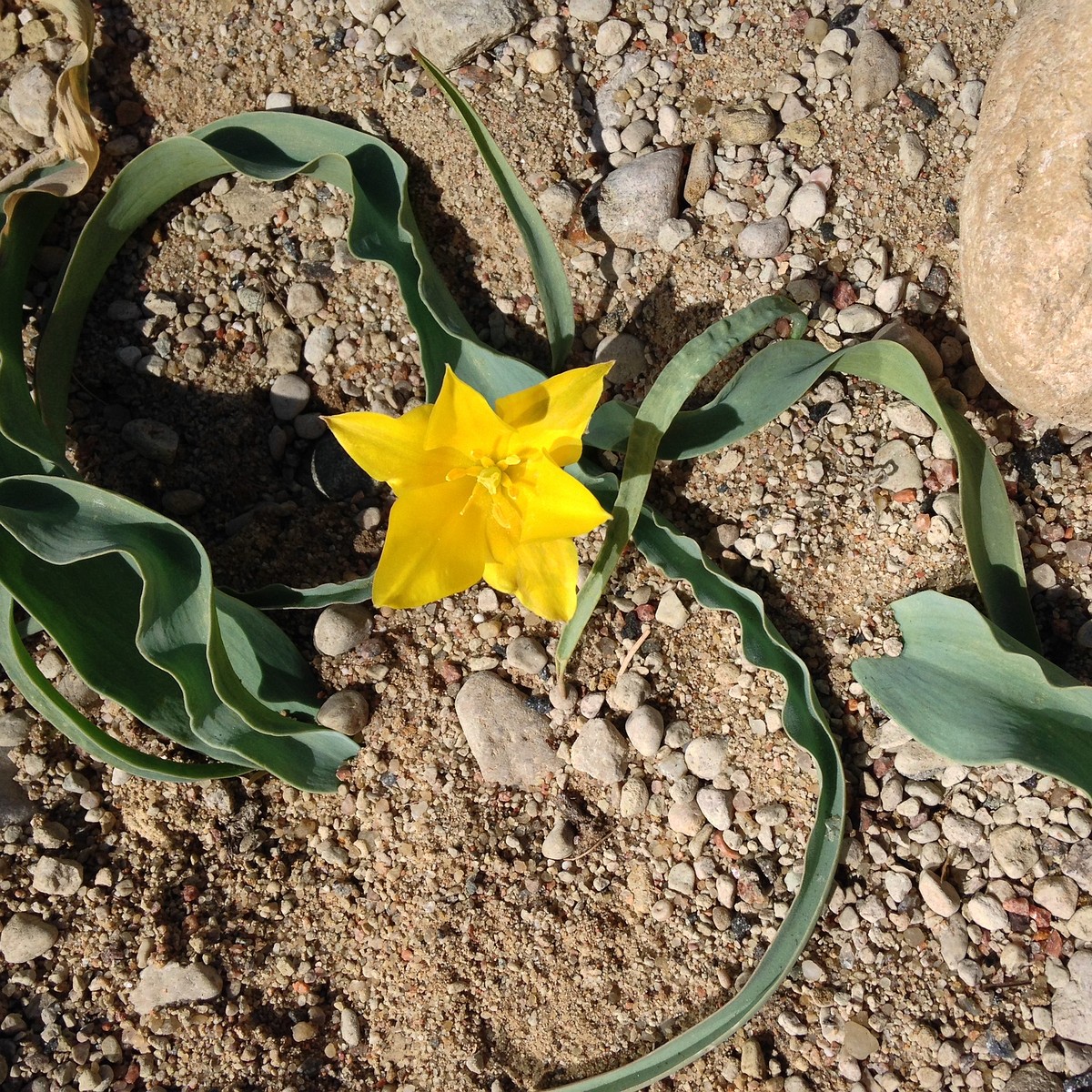 Тюльпан колпаковского (Tulipa Kolpakowskiana) 5