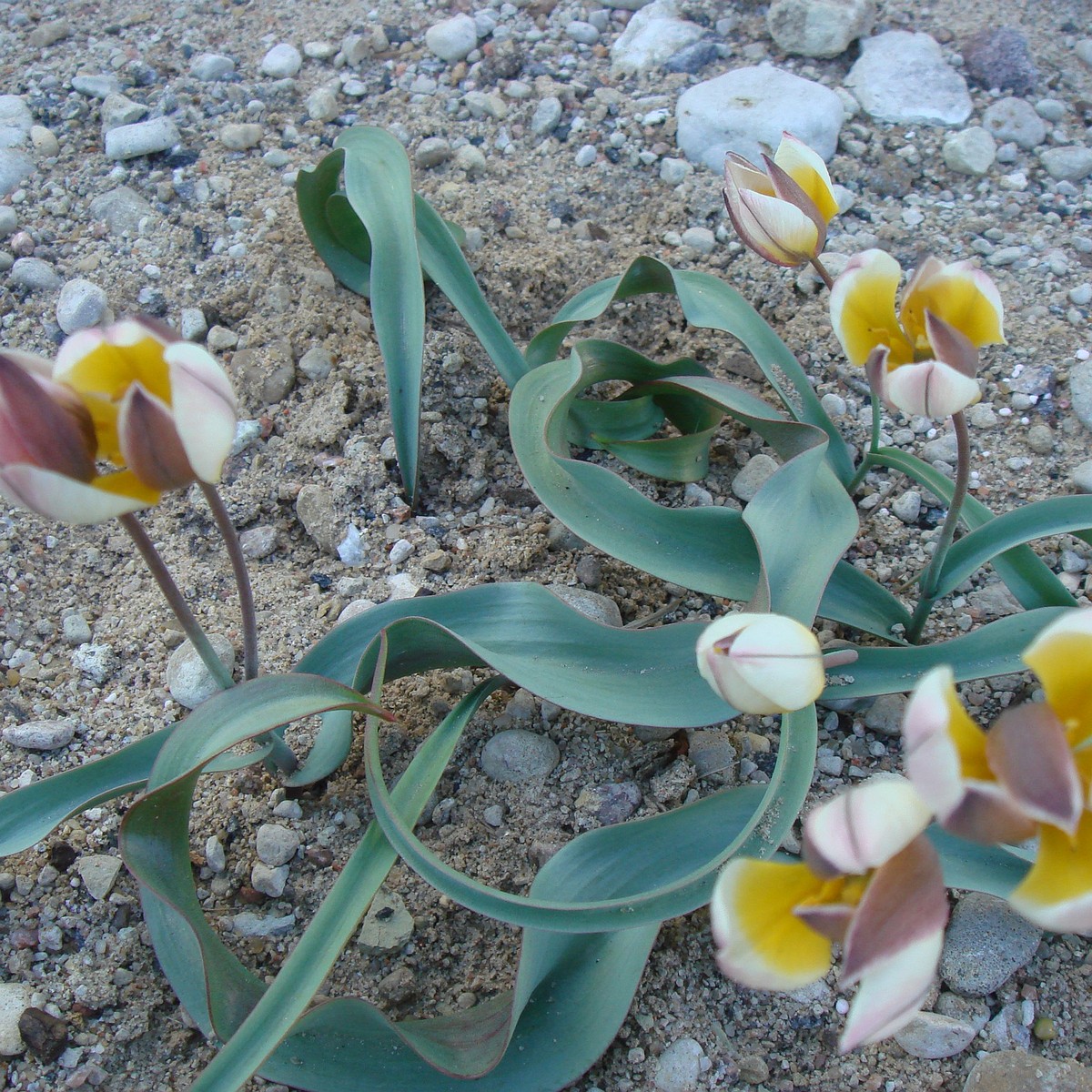 Тюльпан оритиевидный (Tulipa orithyioides) 1