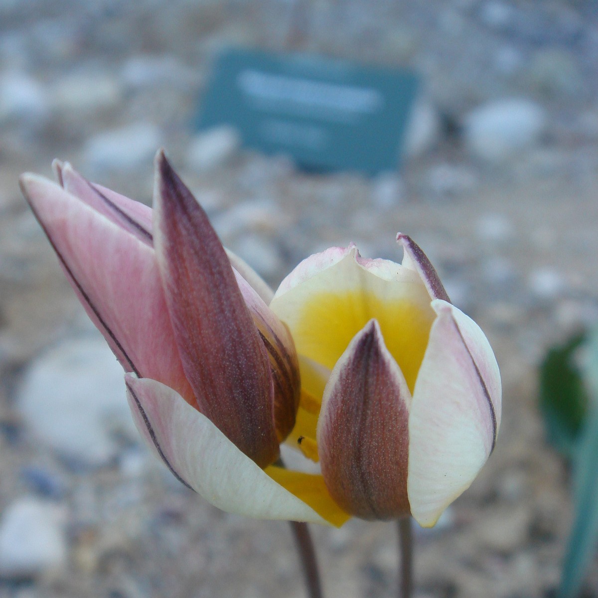 Тюльпан оритиевидный (Tulipa orithyioides) 2