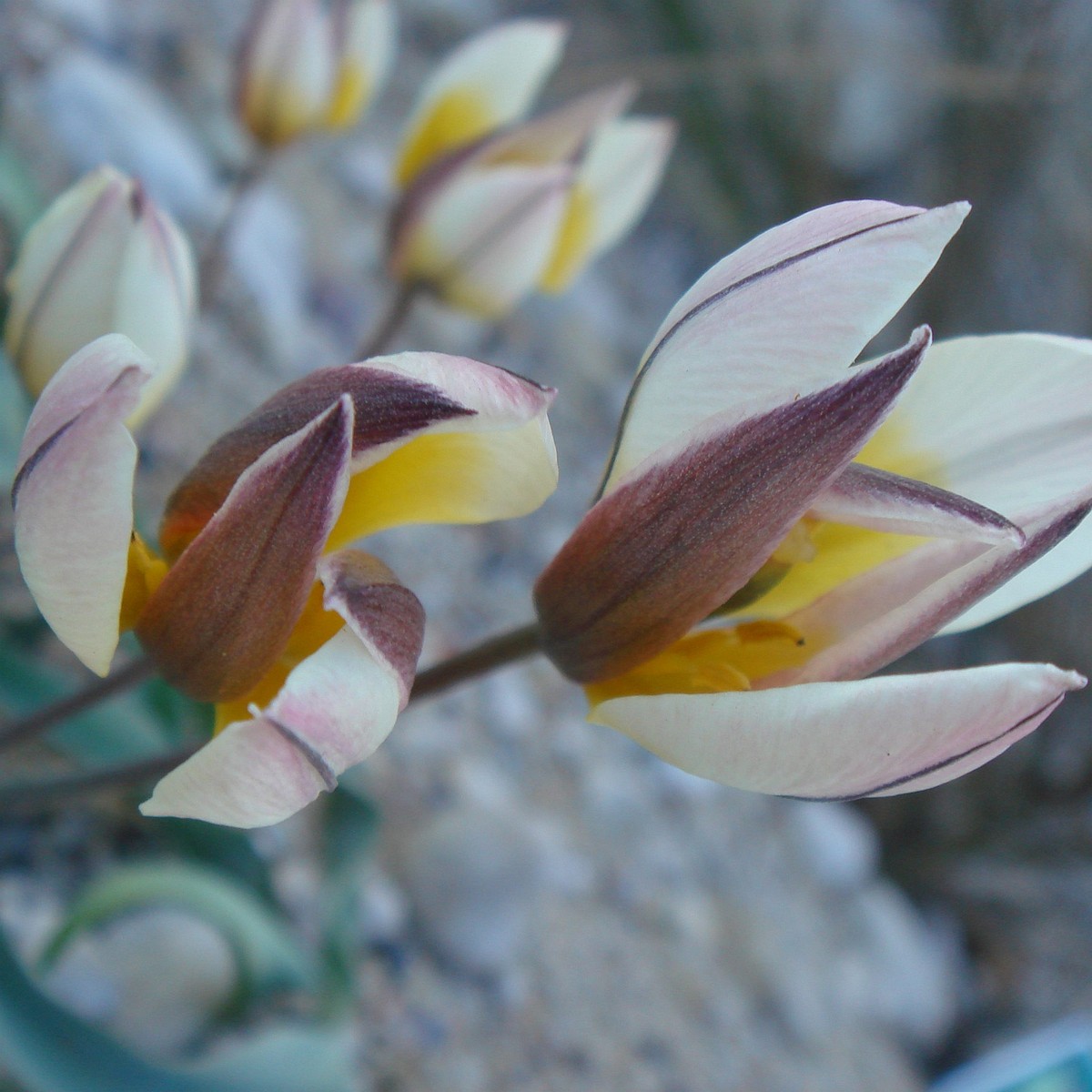 Тюльпан оритиевидный (Tulipa orithyioides) 3