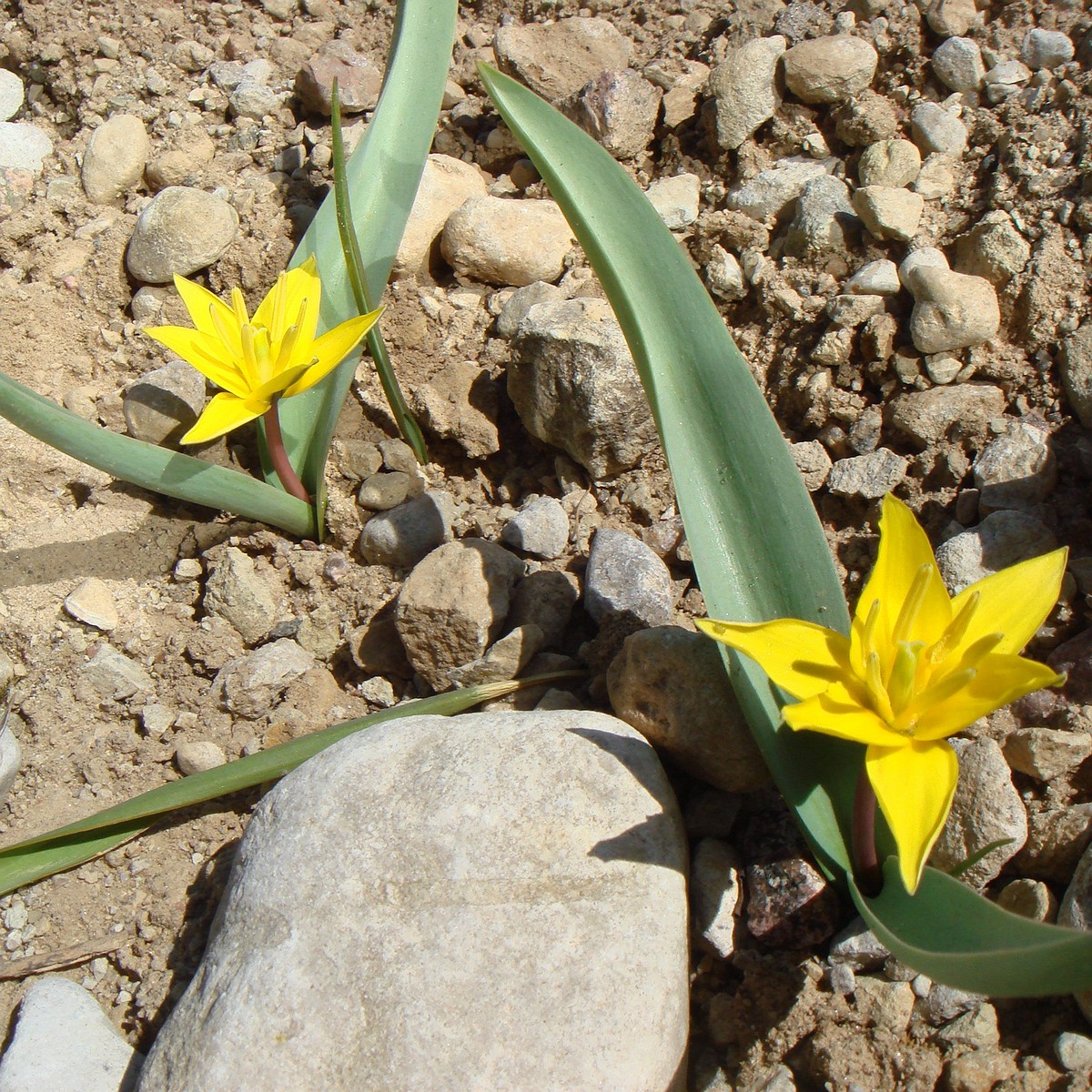 Тюльпан поздний (Tulipa tarda)