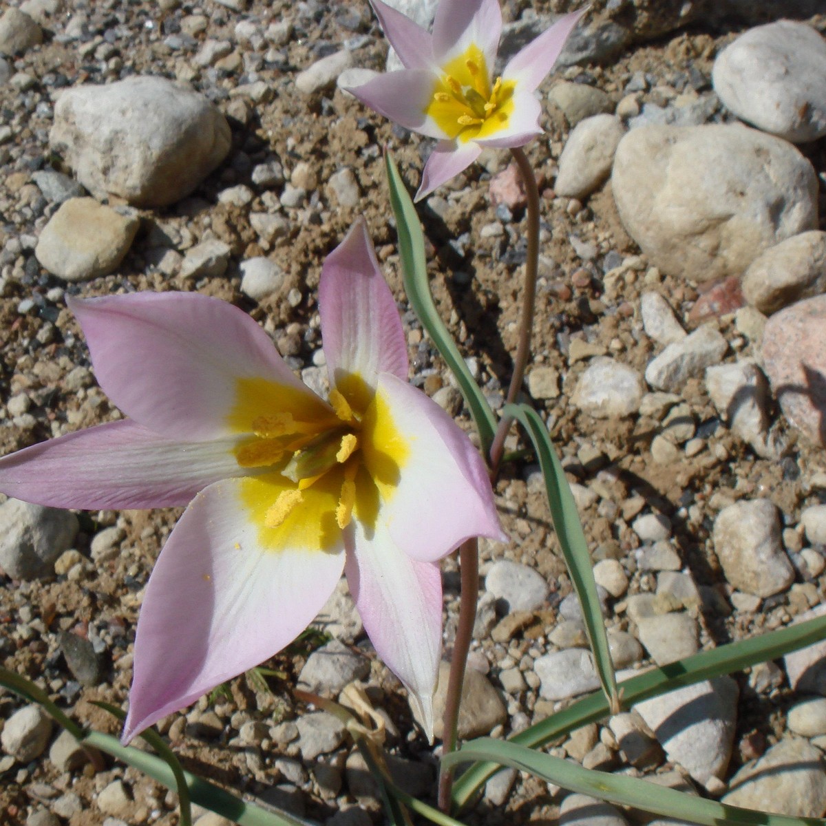 Тюльпан поникающий (Tulipa patens) 1