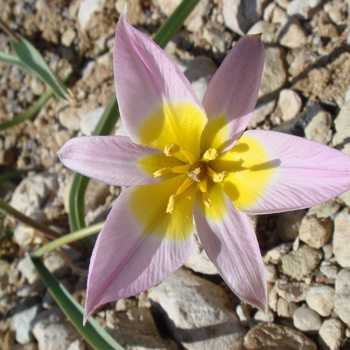 Тюльпан поникающий (Tulipa patens) 2