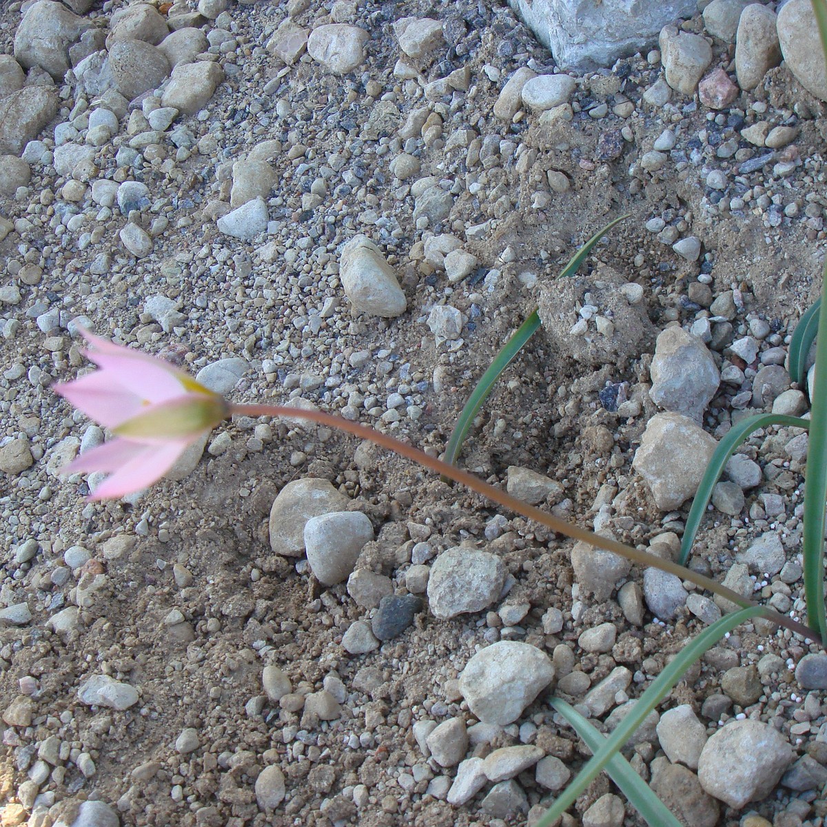 Тюльпан поникающий (Tulipa patens) 5