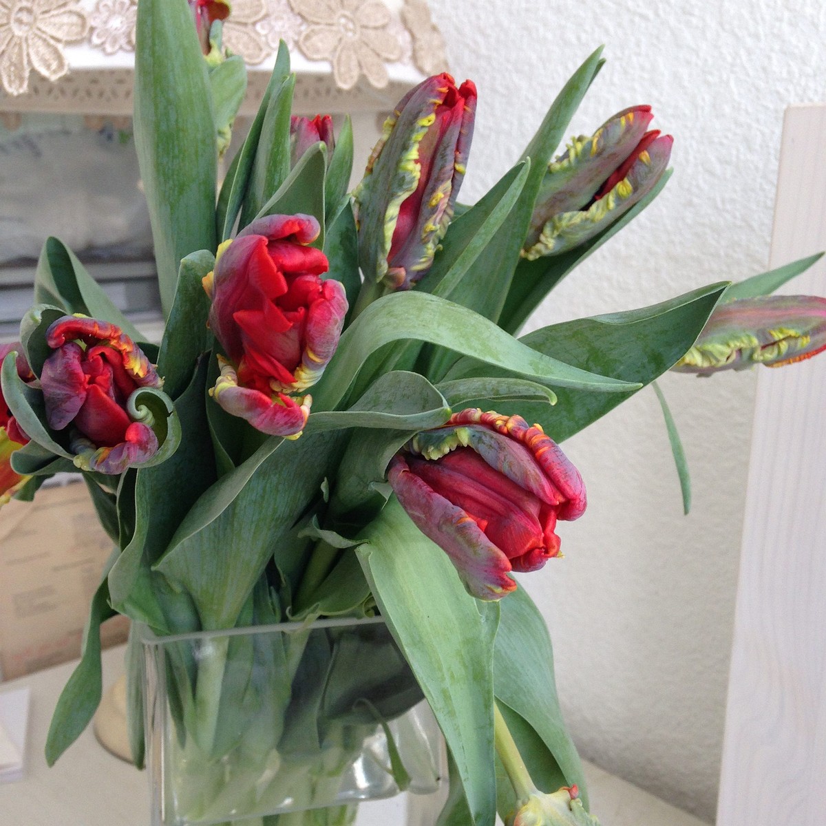 Тюльпан Попугайный 'Рококо' (Tulipa parrot sp. 'Rococo') 1