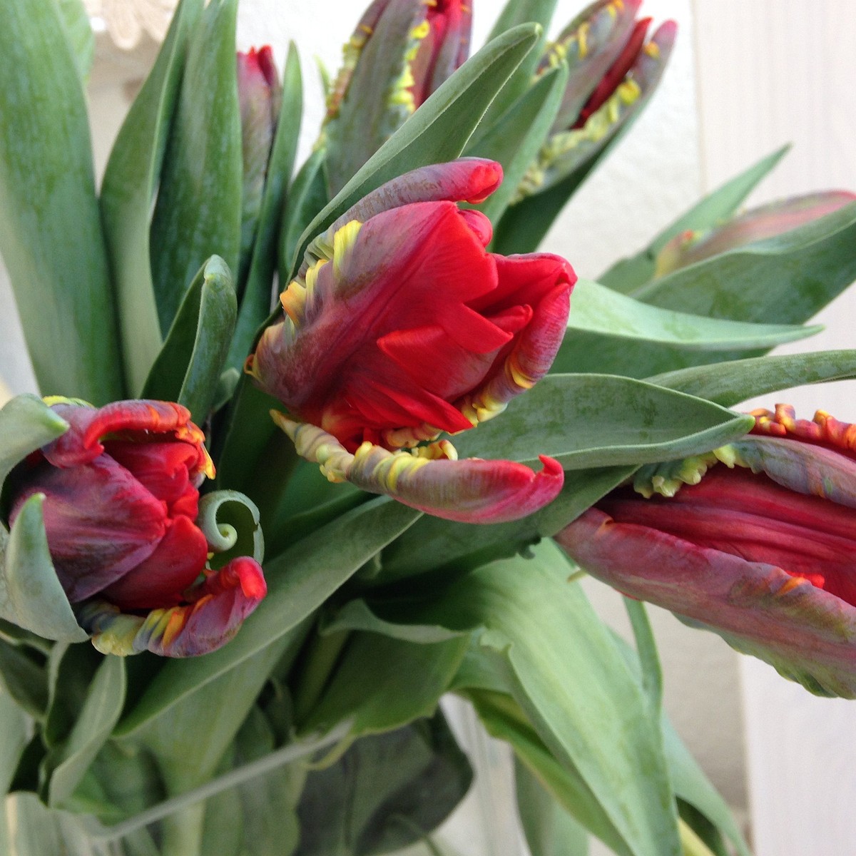 Тюльпан Попугайный 'Рококо' (Tulipa parrot sp. 'Rococo') 2