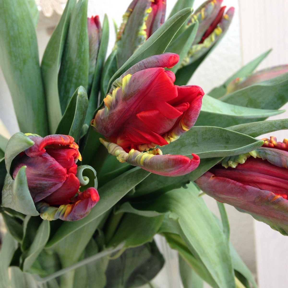 Тюльпан Попугайный 'Рококо' (Tulipa parrot sp. 'Rococo') 3