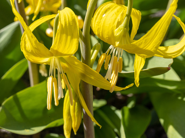 Кандык крупноцветный - Erythronium grandiflorum