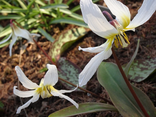 Кандык сибирский подвид алтайский - Erythronium sibiricum ssp. altaicum