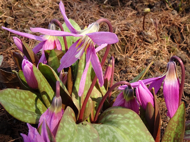 Кандык сибирский - Erythronium sibiricum