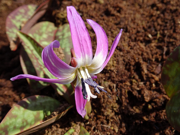 Кандык собачий-зуб - Erythronium dens-canis