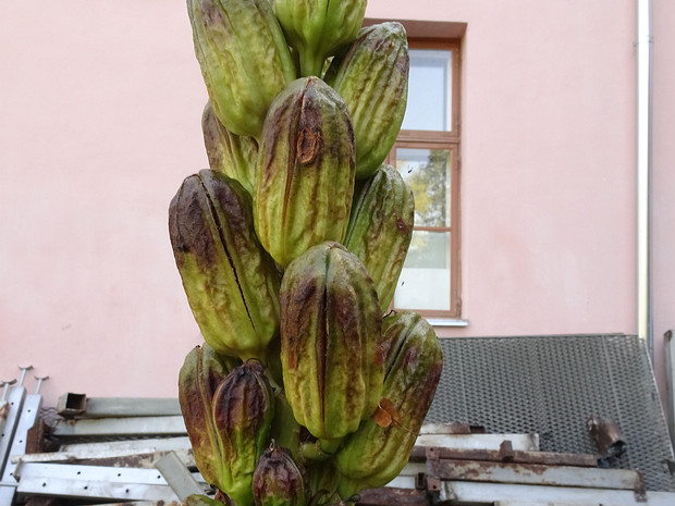 Кардиокринум гигантский разн. юннаньский - Cardiocrinum giganteum var. yunnanense