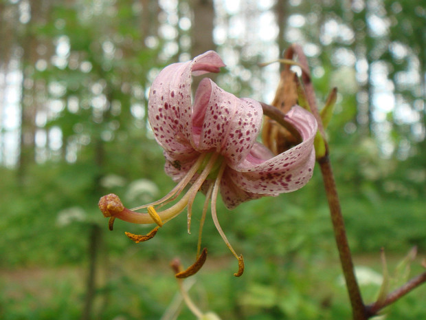 Лилия лесная, царские кудри - Lilium martagon