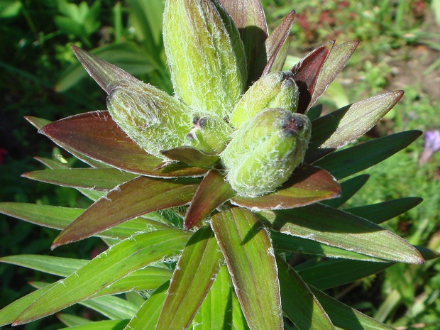 Лилия тигровая - Lilium tigrinum